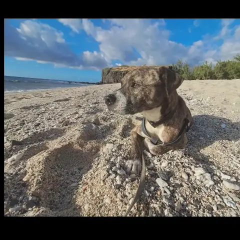 Samson