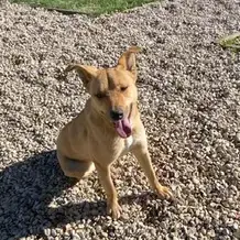 Nala Ii photo 3