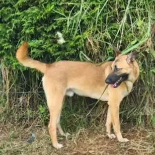 Simba Iii photo 3