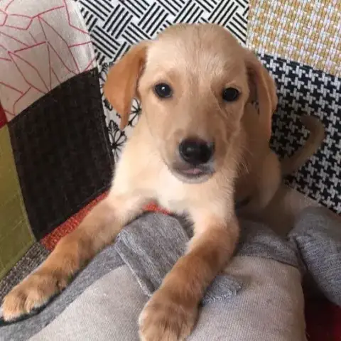 Mylo
