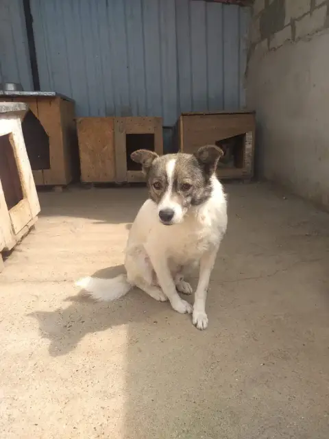 Boy