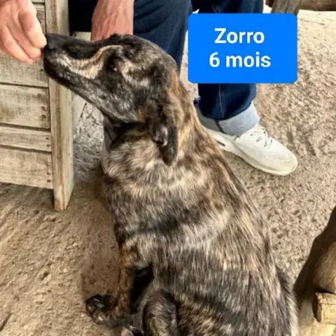 Zorro photo 2