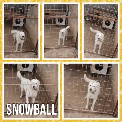 Snowball