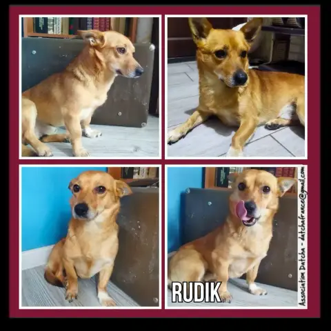 Rudik