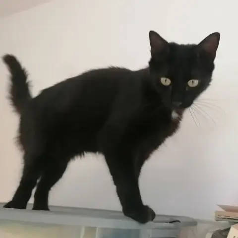 Gustave photo 3