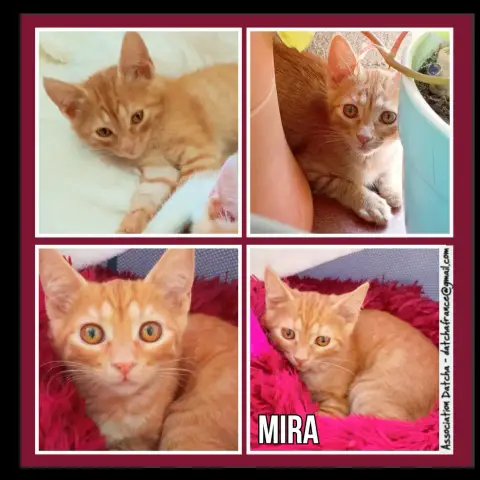 Mira