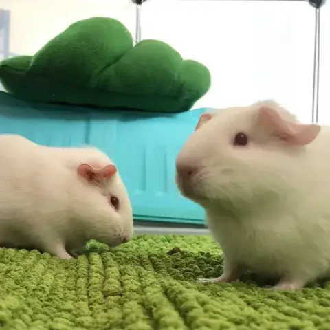 Mei Et Emi