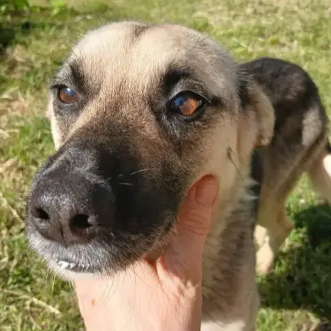 Pépite
