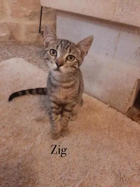 Zig