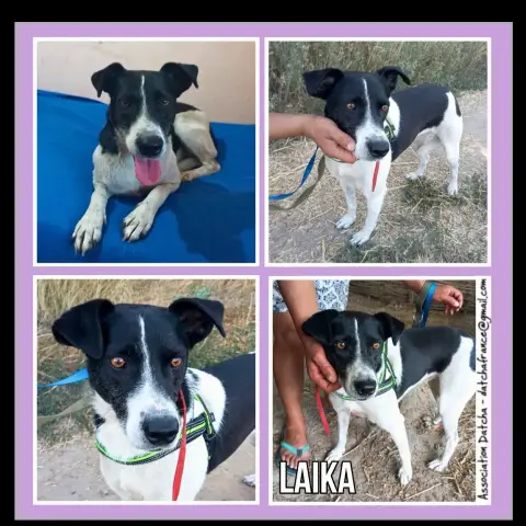 Laika
