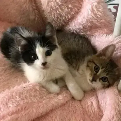 Bambou Et Betty