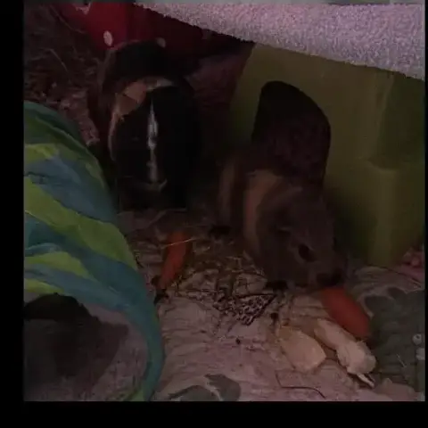 Karadoc Et Arthur photo 3