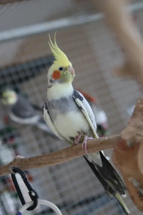 Ripaton