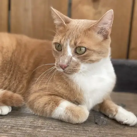 Caramel