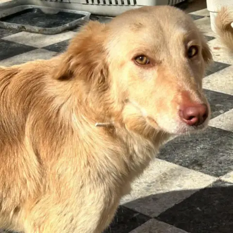 Bella