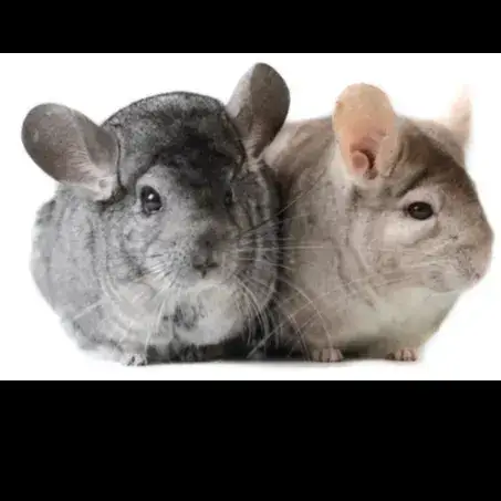 Pancho Et Freyja