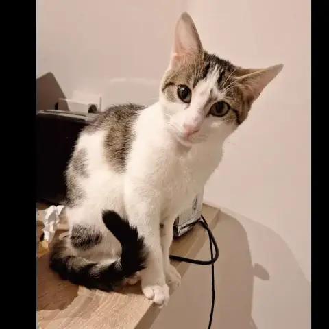 Heidi