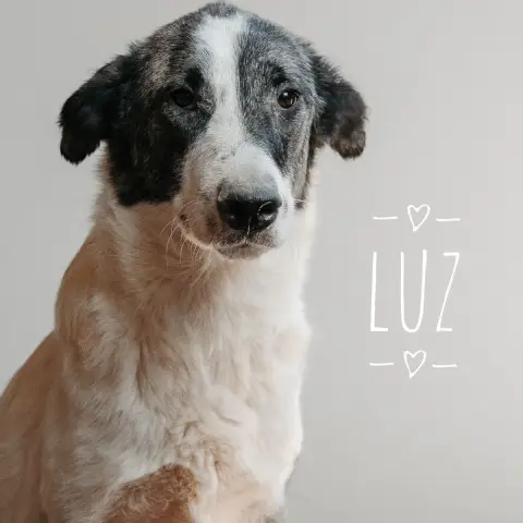 Luz