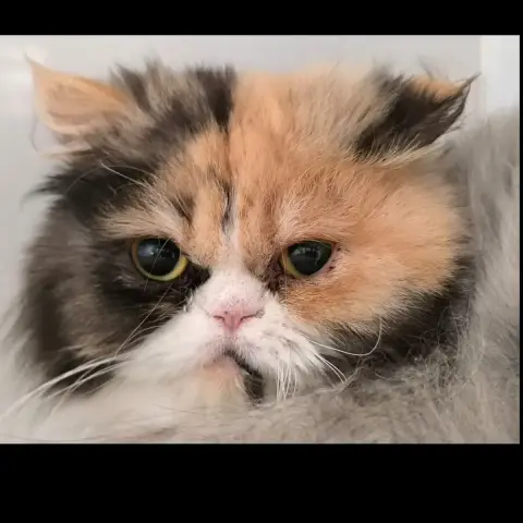 Jasmine photo 2