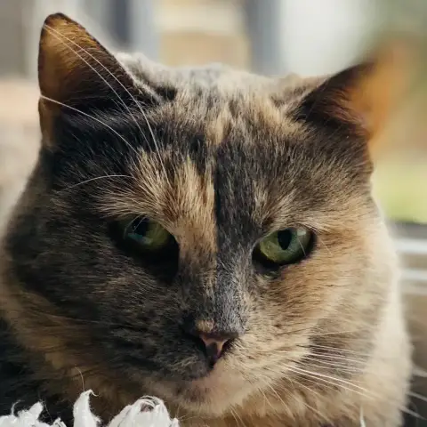 Lilo