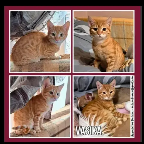 Vasika
