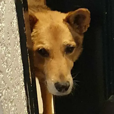 Milo