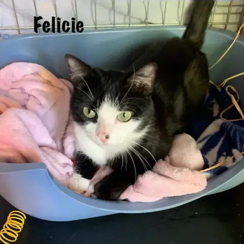 Felicie photo 3