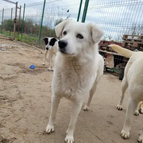Diana