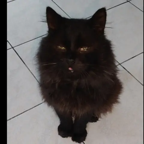Vick