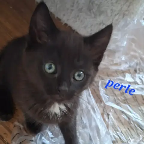 Perle