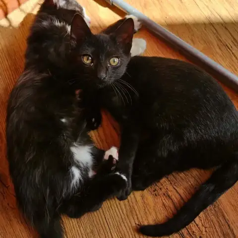 Batman Chaton Noir