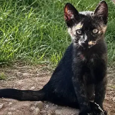 Calico