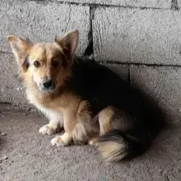 Wiskot