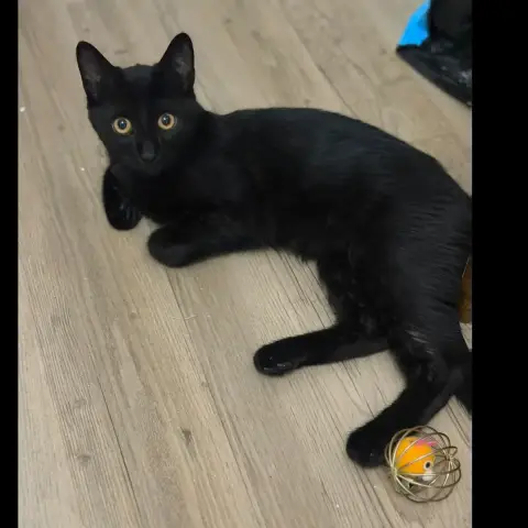 Alvin