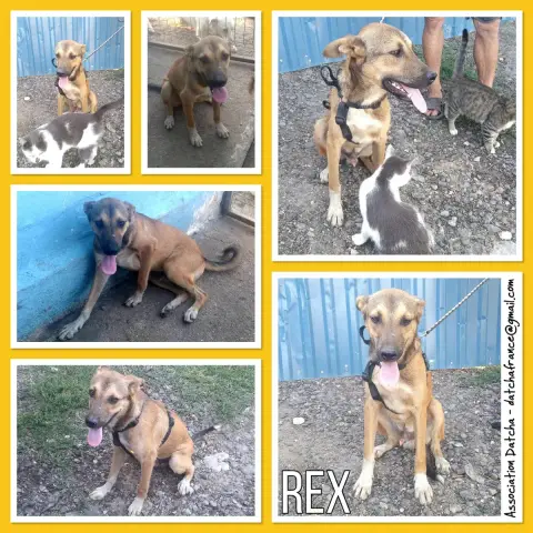 Rex