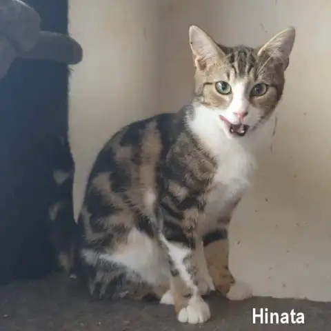 Hinata photo 2