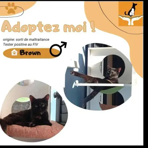 Brown