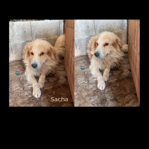 Sacha