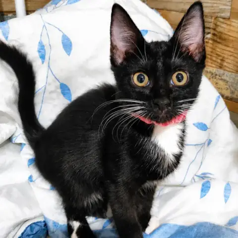 Framboise