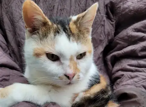 Macha