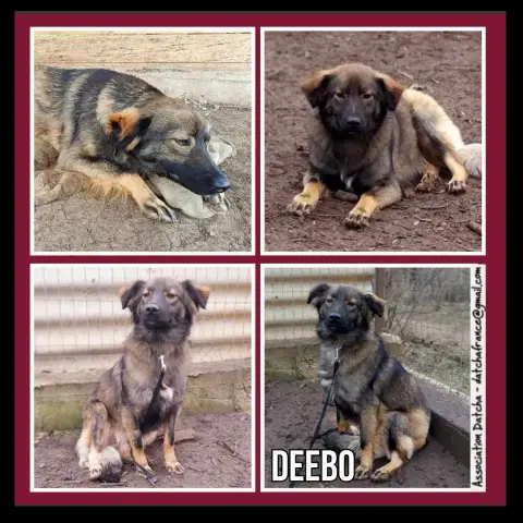 Deebo