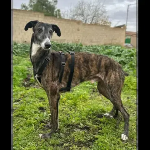 Koda photo 2