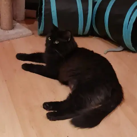 Zoé