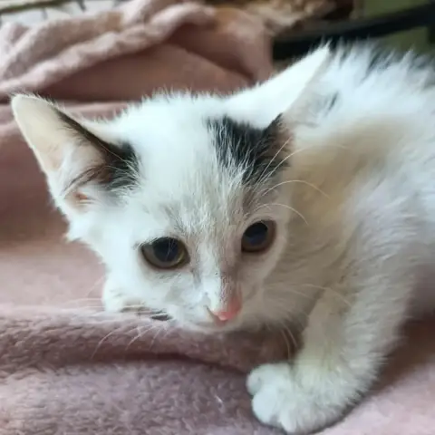 Minette