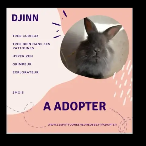Djinn