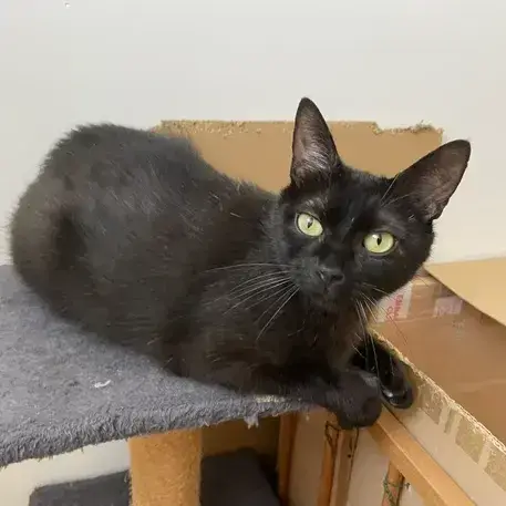 Bella
