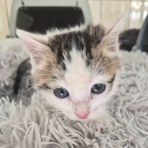 Mia