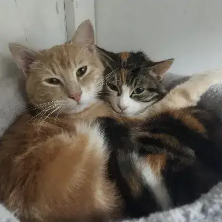 Nils Et Twyla