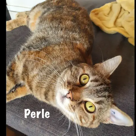 Perle photo 3