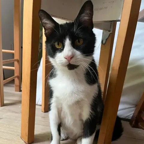 Mia